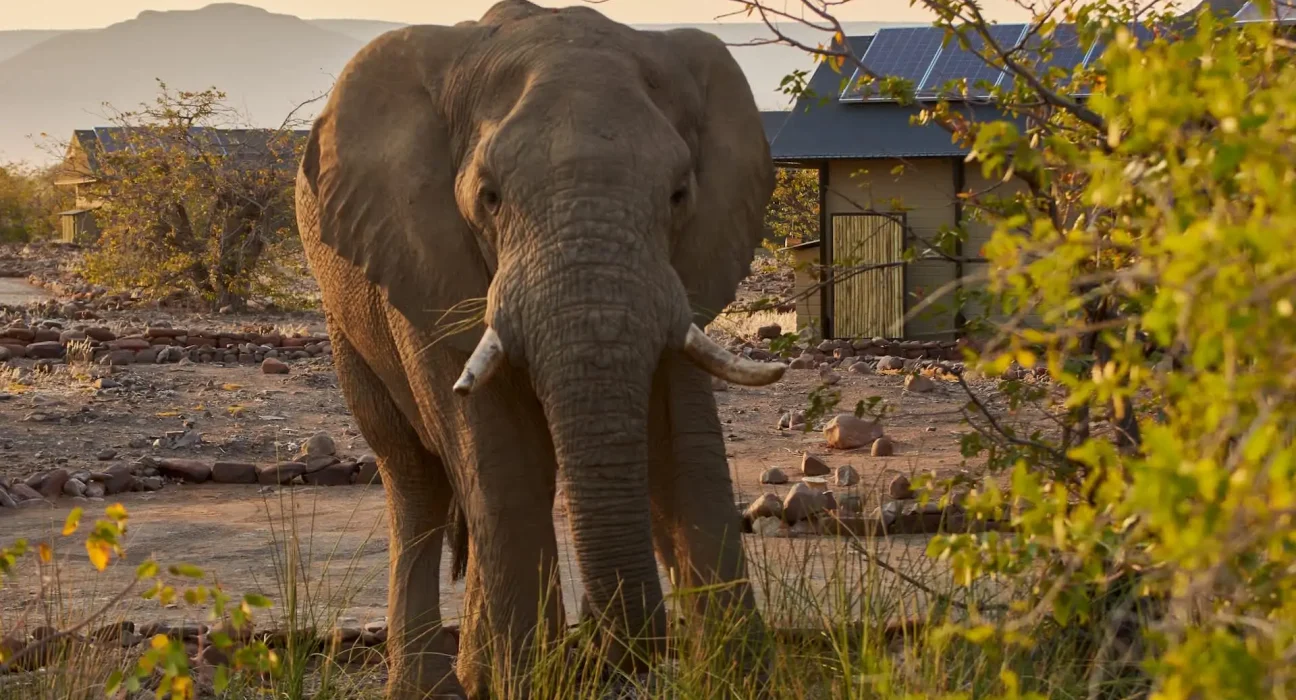 Namibie : montée des tensions entre éléphants et impacts climatiques aggravent le risque de conflits