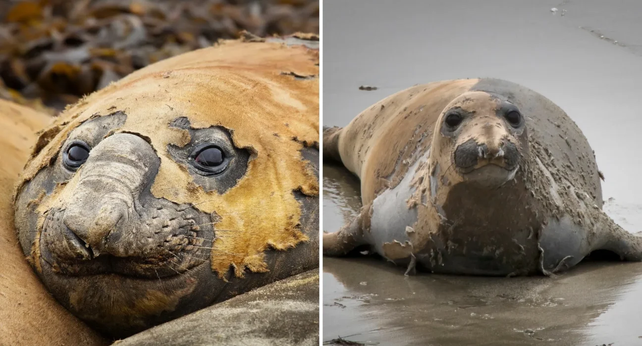 Pourquoi les éléphants de mer semblent en décomposition lors d'une mue catastrophique