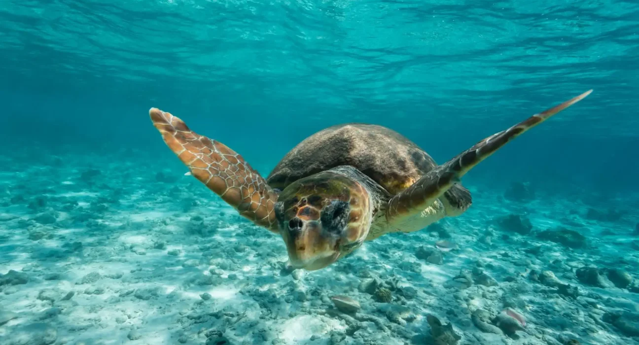 Première ponte de tortue caouanne sous un catamaran sur une plage du sud de la France.