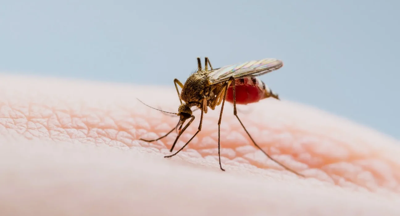 Premiers Cas de Virus West Nile Détectés chez des Moustiques au Wisconsin