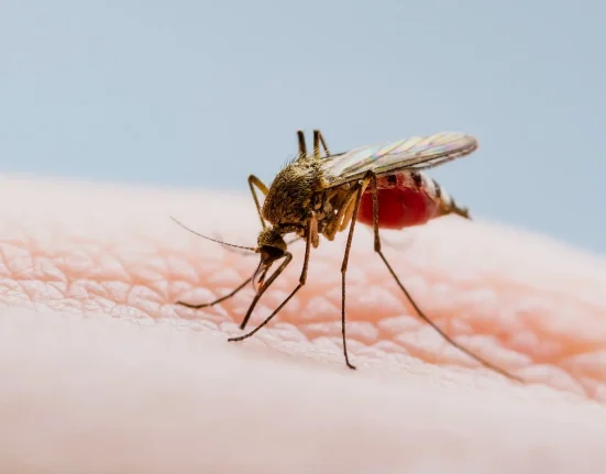 Premiers Cas de Virus West Nile Détectés chez des Moustiques au Wisconsin