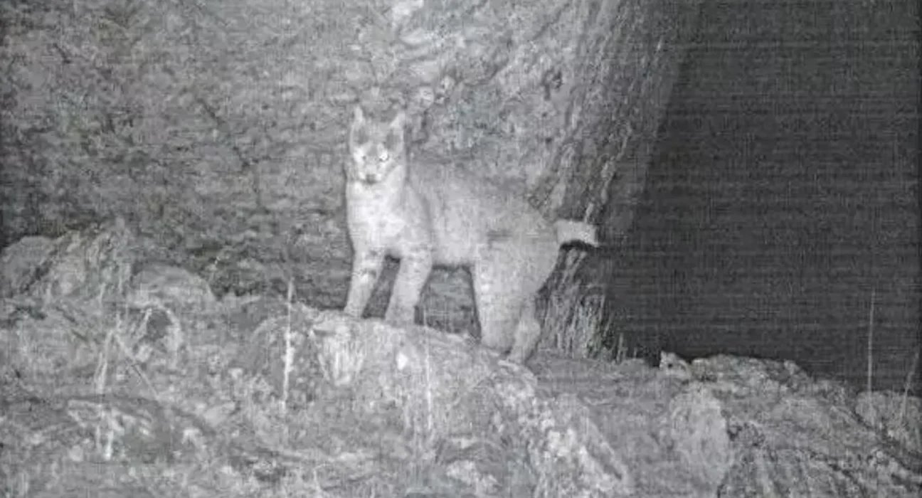 Rencontre exceptionnelle : le lynx eurasiatique filmé en Inde pour la deuxième fois dans l'Himalaya oriental