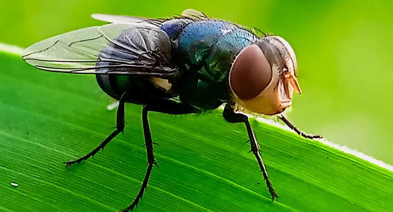 Retour confirmé du ver fouisseur au Texas après 50 ans : des scientifiques mettent au point un piège à odeur innovant.