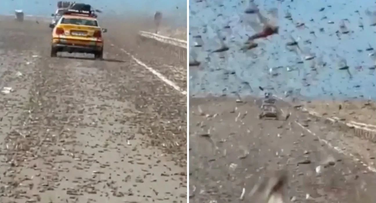 Sur l'autoroute du Sahara Occidental, une nuée de criquets obscurcit la route.