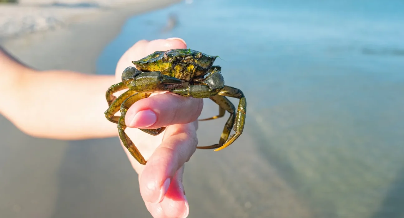 Surge des crabes verts envahissants en Alaska : attention au coquillage '5-3-5'