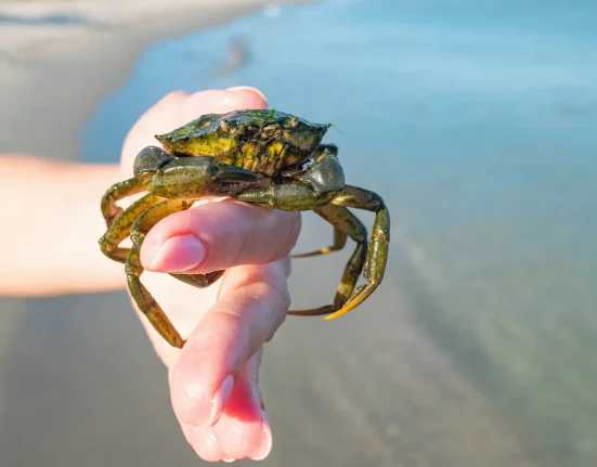 Surge des crabes verts envahissants en Alaska : attention au coquillage '5-3-5'