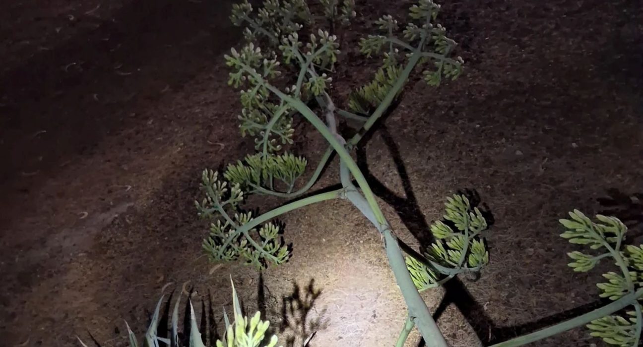 Tempête de poussière à Phoenix : la plante centenaire vaincue par son destin