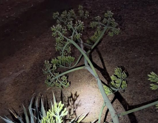 Tempête de poussière à Phoenix : la plante centenaire vaincue par son destin