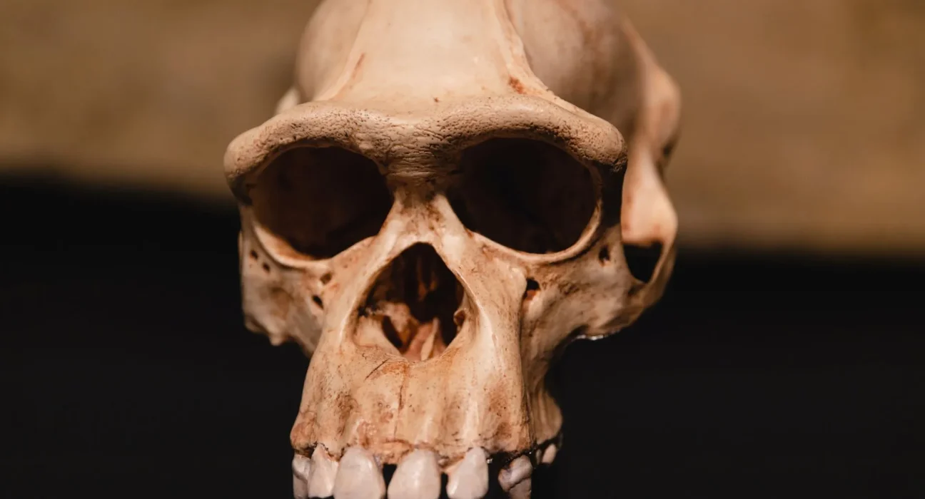 Tous les squelettes connus de Homo naledi en Afrique du Sud pourraient être des femelles, une découverte surprenante pour les scientifiques.
