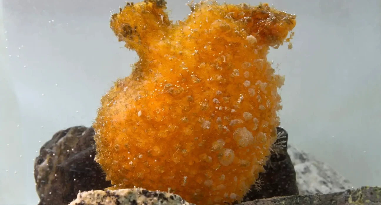 Toxine de tunicier antarctique élimine le mélanome chez des souris sans les endommager.