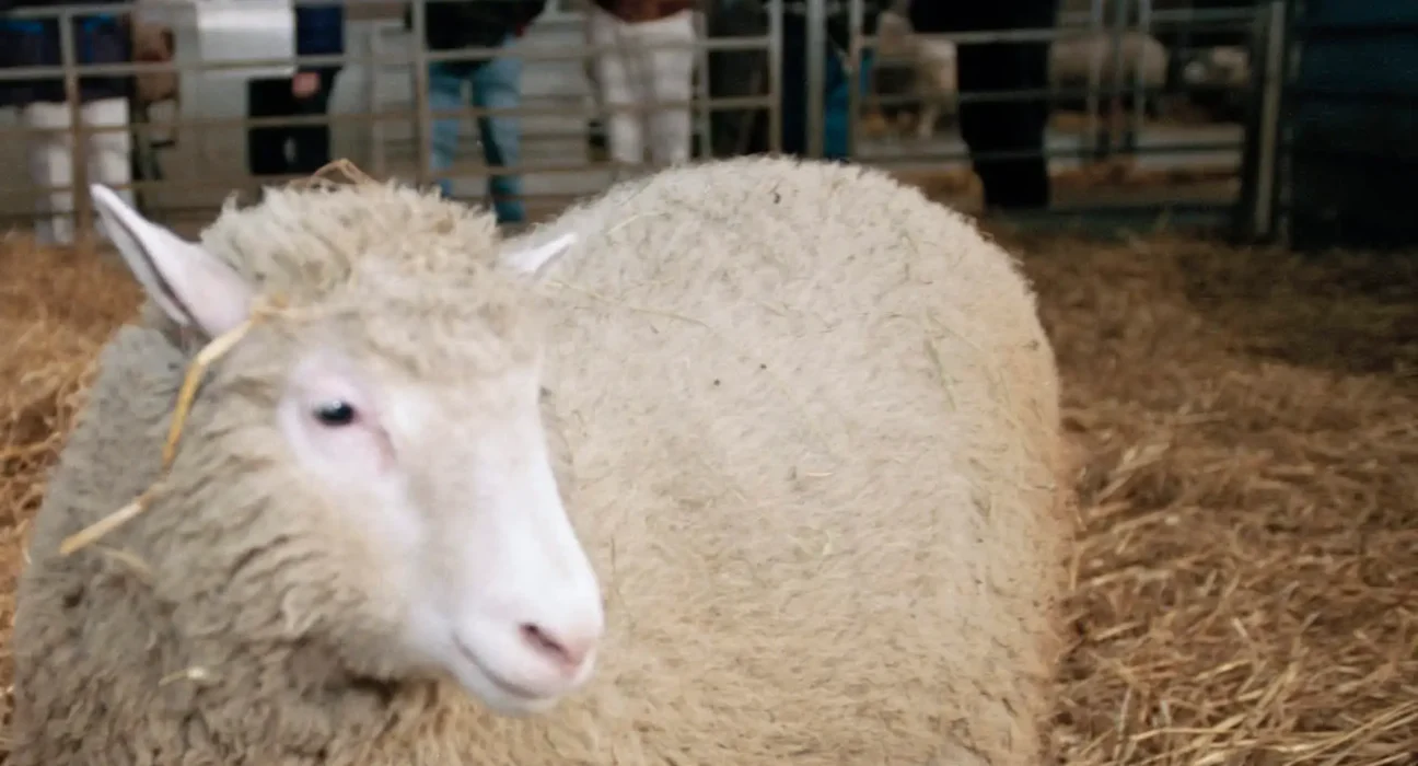Trente ans après Dolly : le clonage au service de la sauvegarde des espèces