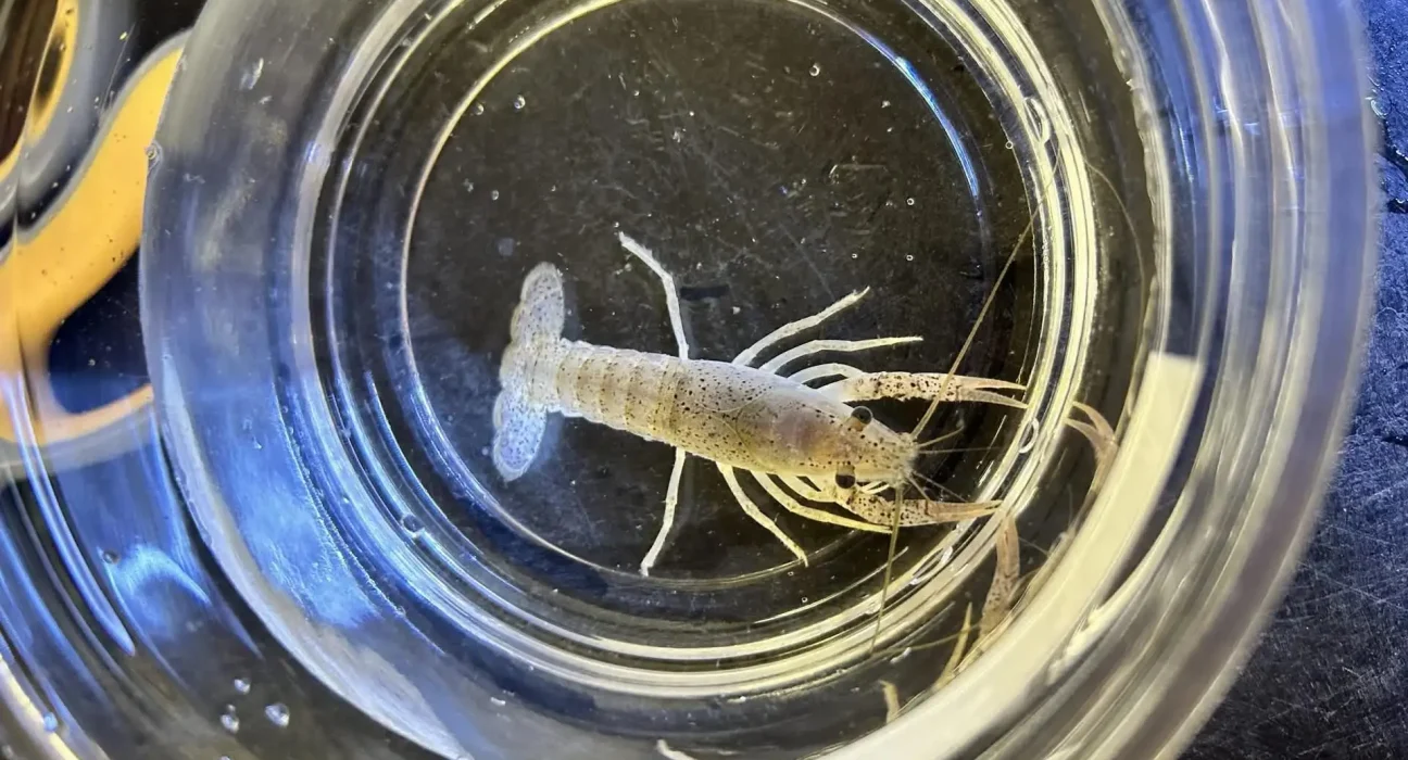 Un Acheteur Découvre des Écrevisses Vivantes dans une Commande de Poissons Rouges en Gros : Alerte sur un Risque d'Invasion