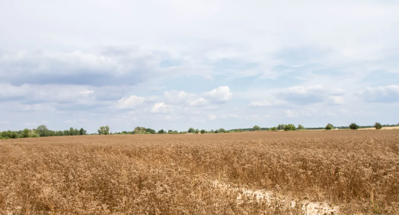 Un El Niño exceptionnel pourrait accentuer la chaleur record d'un monde déjà surchauffé par le changement climatique.