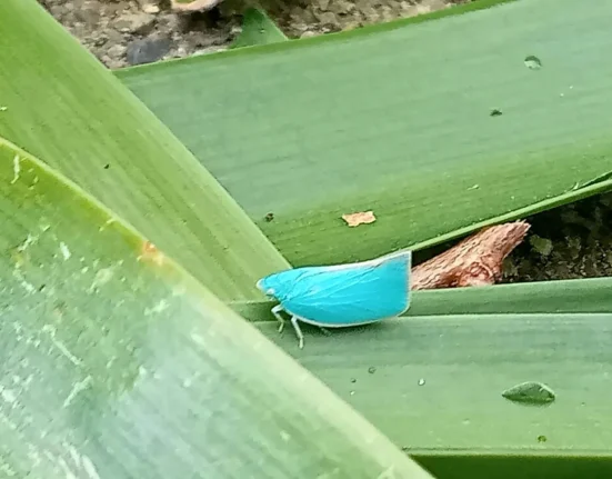 Un Néo-Zélandais découvre un planthopper bleu vif, une mutation pigmentaire en serait la cause.