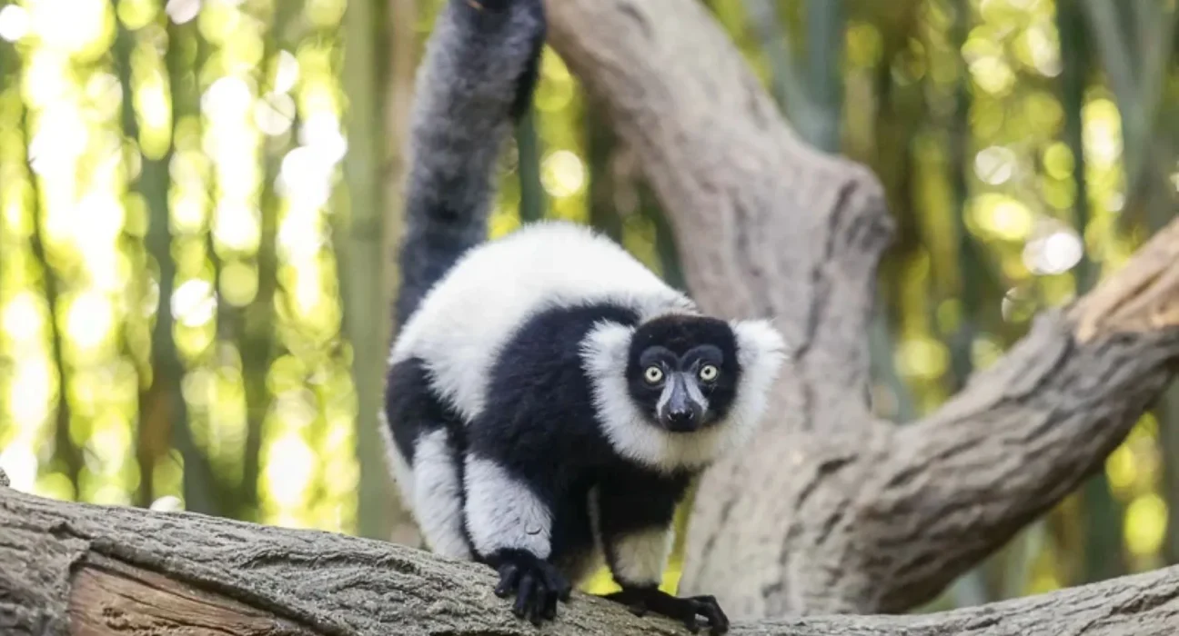 Un centre de données voisin menace la reproduction d'animaux rares au zoo du Tennessee.