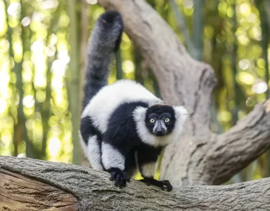 Un centre de données voisin menace la reproduction d'animaux rares au zoo du Tennessee.