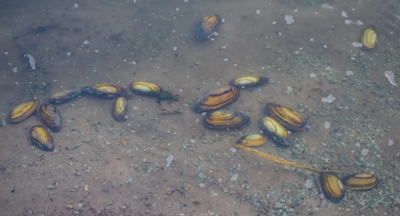 Un comté californien déclare l'état d'urgence face à la découverte de moules dorées invasives au port