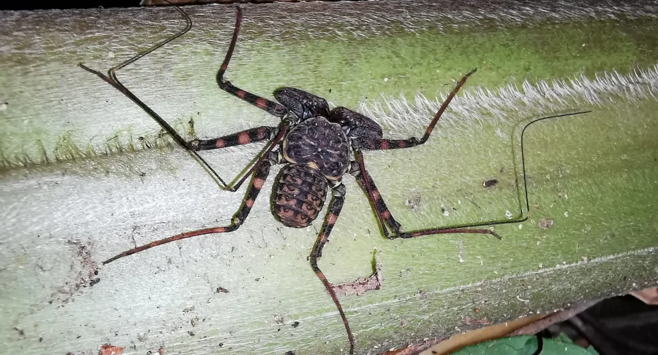 Un entomologiste explore un arbre tombé en Guyane et découvre des faucheux traquant des grillons de cave.