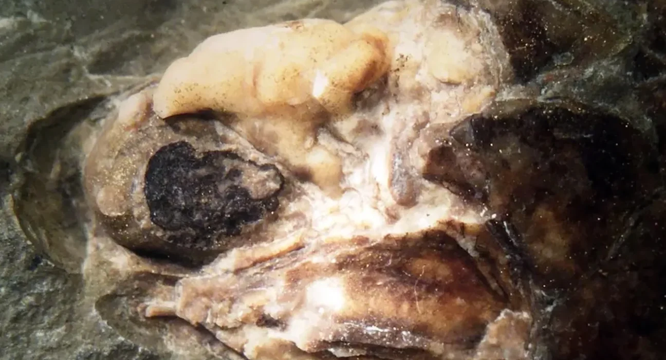 Un fossile de poisson britannique scellé depuis le Carbonifère : la recherche encore enrichie par son tissu cérébral