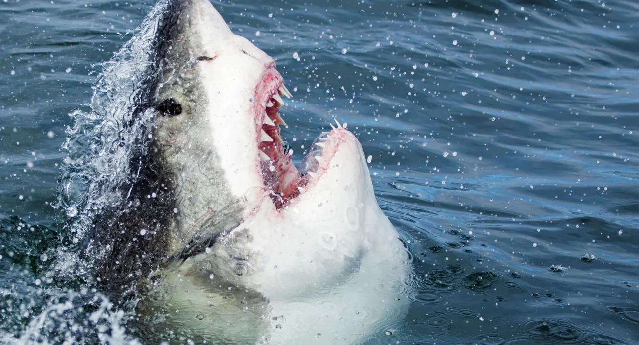 Un grand requin blanc s'attaque à une baleine morte au large de Rhode Island, un deuxième requin rôde à proximité.