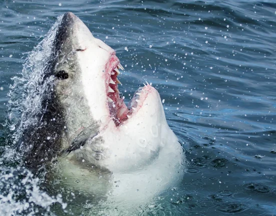 Un grand requin blanc s'attaque à une baleine morte au large de Rhode Island, un deuxième requin rôde à proximité.
