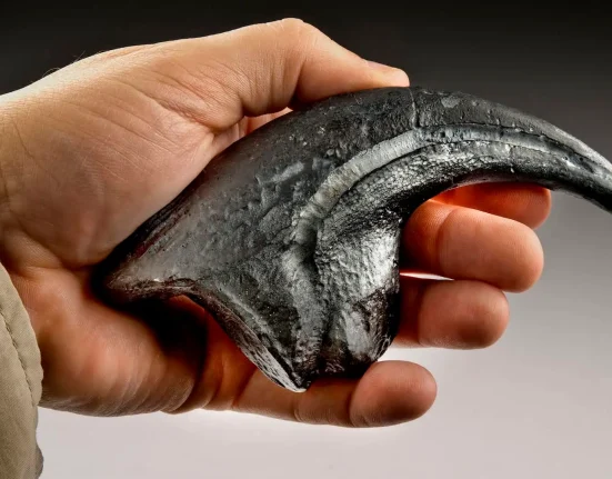Un nouveau raptor en Argentine présente la même griffe courbée que les velociraptors de Chine.