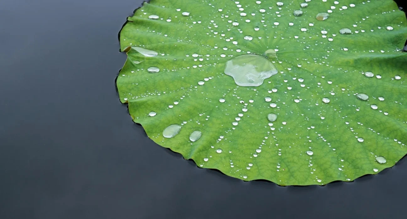 Un phénomène étonnant : un amas de mousse sur une feuille de lotus révèle les œufs d'une grenouille arboricole.