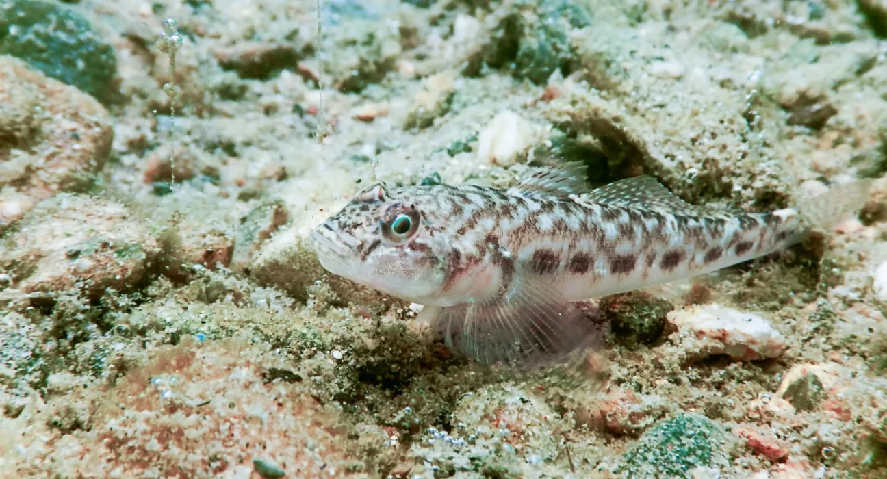 Un poisson de la mer Noire envahit les fonds des Grands Lacs et continue de s'étendre.