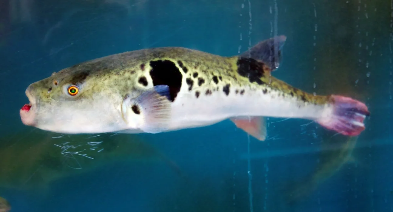 Un poisson-globe de 15 cm façonne un cercle de sable de 1,80 m pour séduire une partenaire et protège ses œufs