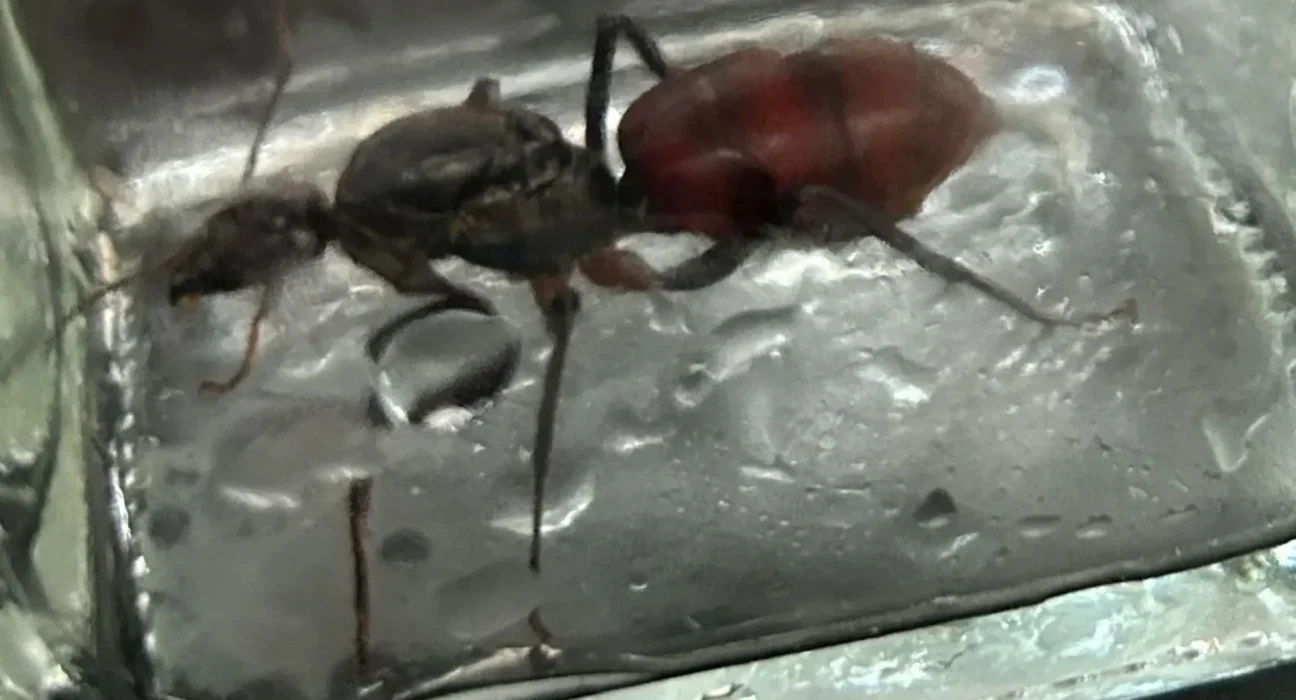Un propriétaire à Singapour découvre une fourmi de 1-3/8", l'une des plus grandes espèces au monde.