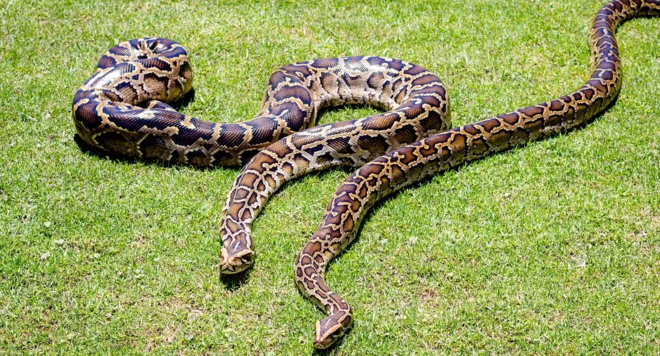 Un python géant avale un plus grand python pendant deux heures au Bangladesh, un événement sans précédent.