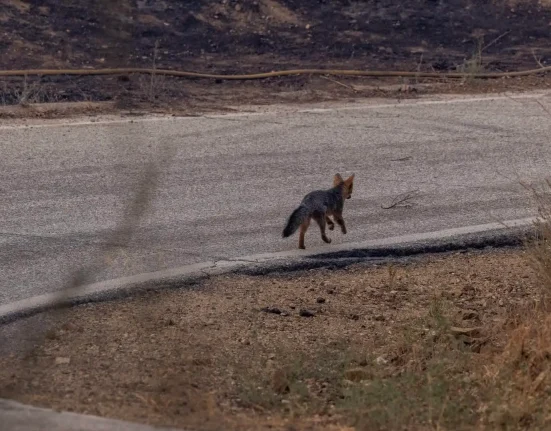 Un renard mystérieux réapparaît à Cozumel, défiant l'extinction présumée.