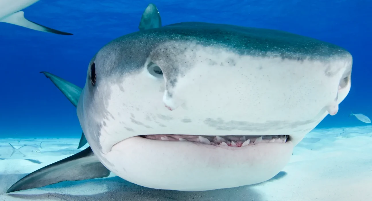 Un requin-tigre aperçu au large du Cap Cod, se nourrissant d'une tortue luth.