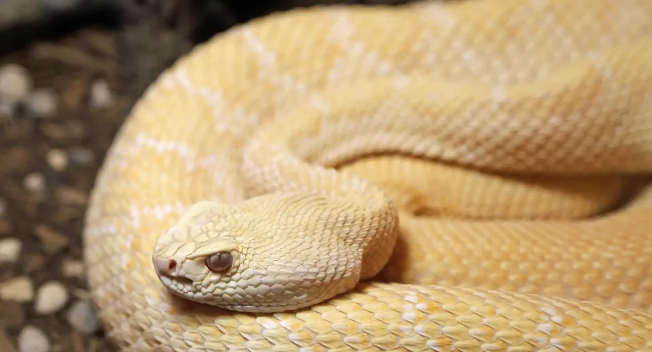 Un serpent à sonnette albinos rare découvert par un dompteur d'Arizona révèle une surprise : une grossesse inattendue.