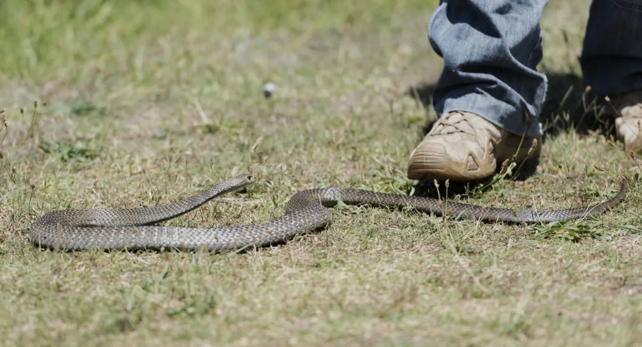 Un serpent des blés surgit du phare d'une Ford Fiesta après un périple de 32 kilomètres dans le compartiment moteur.