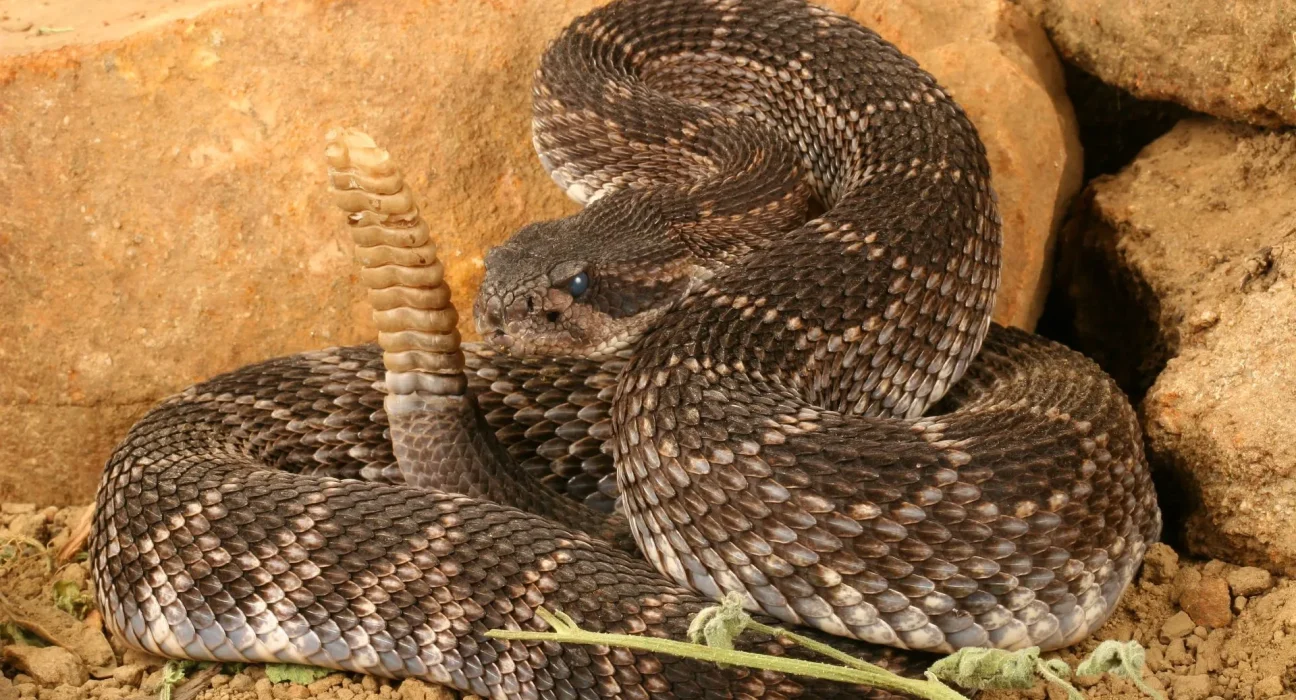 Une étude en Californie révèle que ce sont les serpents à sonnette adultes, et non les bébés, qui infligent les morsures les plus venimeuses.