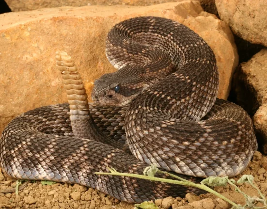 Une étude en Californie révèle que ce sont les serpents à sonnette adultes, et non les bébés, qui infligent les morsures les plus venimeuses.