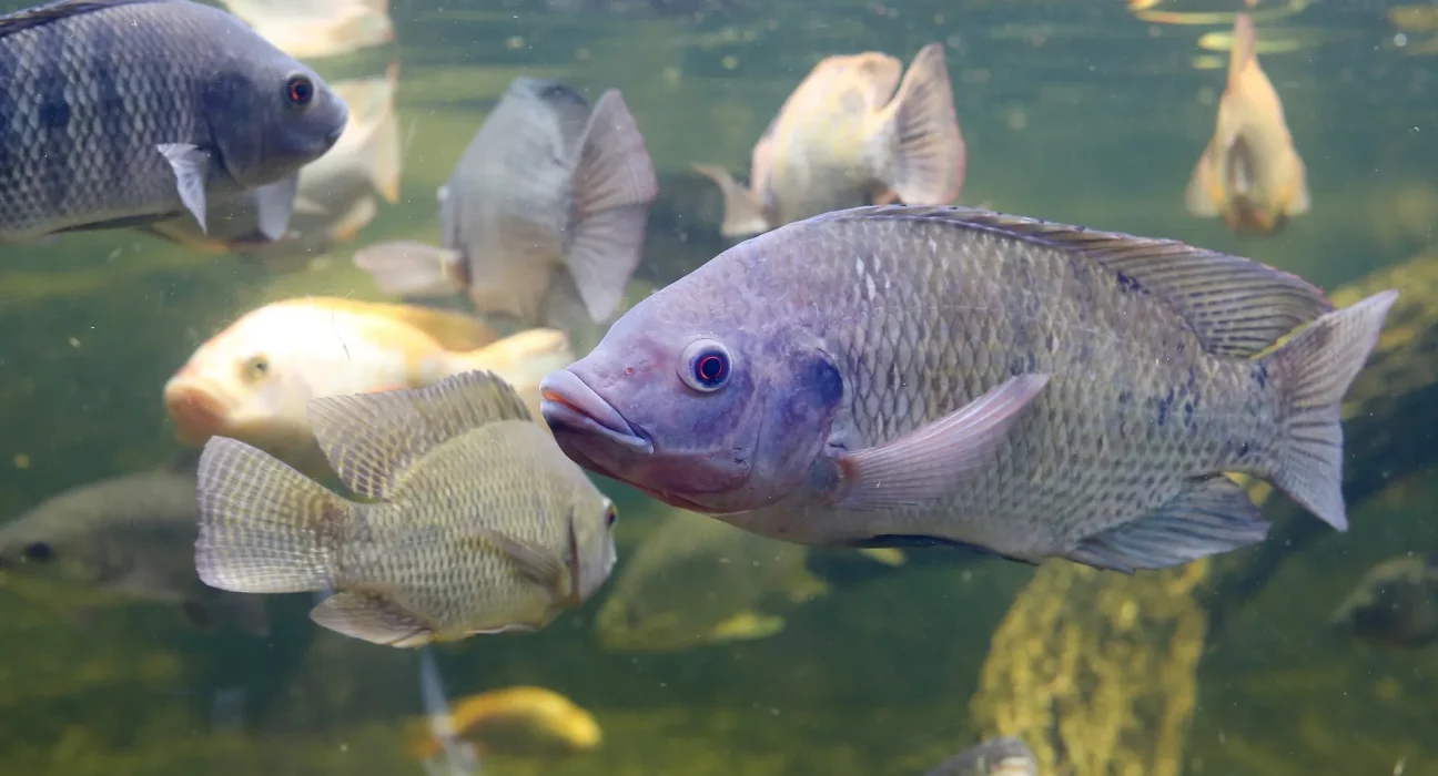 Une étude sur les rivières chinoises révèle que les poissons invasifs prospèrent malgré une alimentation médiocre, tandis que les espèces natives perdent des oméga-3 essentiels.