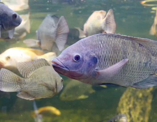 Une étude sur les rivières chinoises révèle que les poissons invasifs prospèrent malgré une alimentation médiocre, tandis que les espèces natives perdent des oméga-3 essentiels.