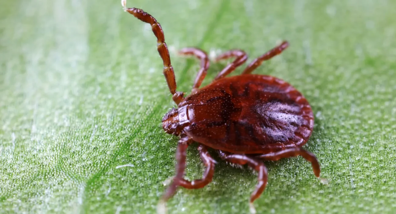 Une invasion de tiques en Arkansas : menaces pour le bétail et reproduction autonome des femelles