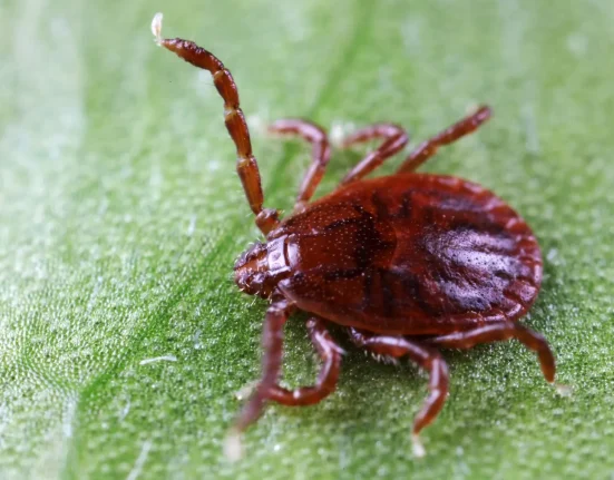 Une invasion de tiques en Arkansas : menaces pour le bétail et reproduction autonome des femelles