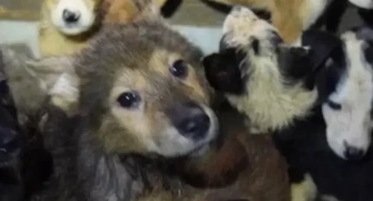 Une puce électronique retrouve un chien perdu après le sauvetage de plus de 100 animaux en Tennessee