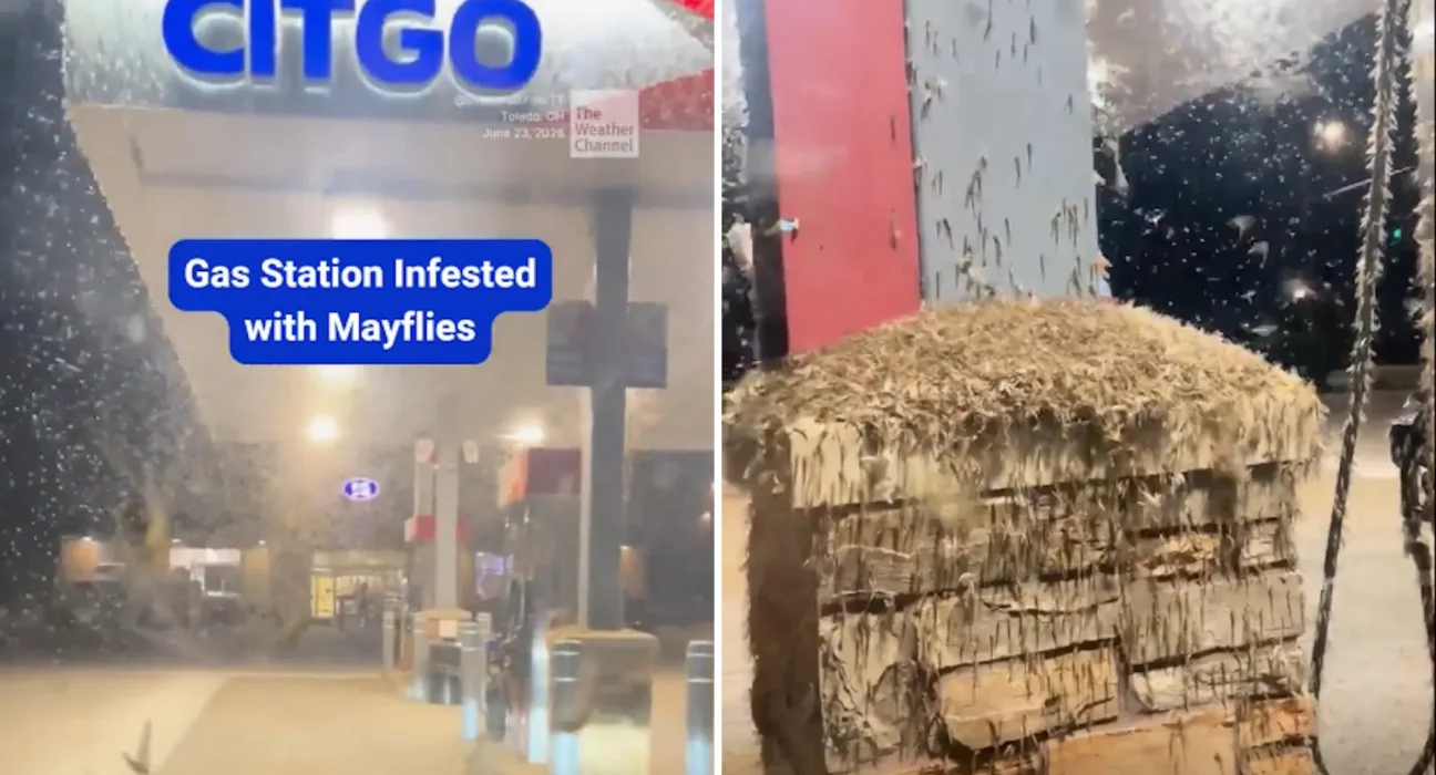 Une station-service de l'Ohio engloutie par un essaim monumental de maybugs