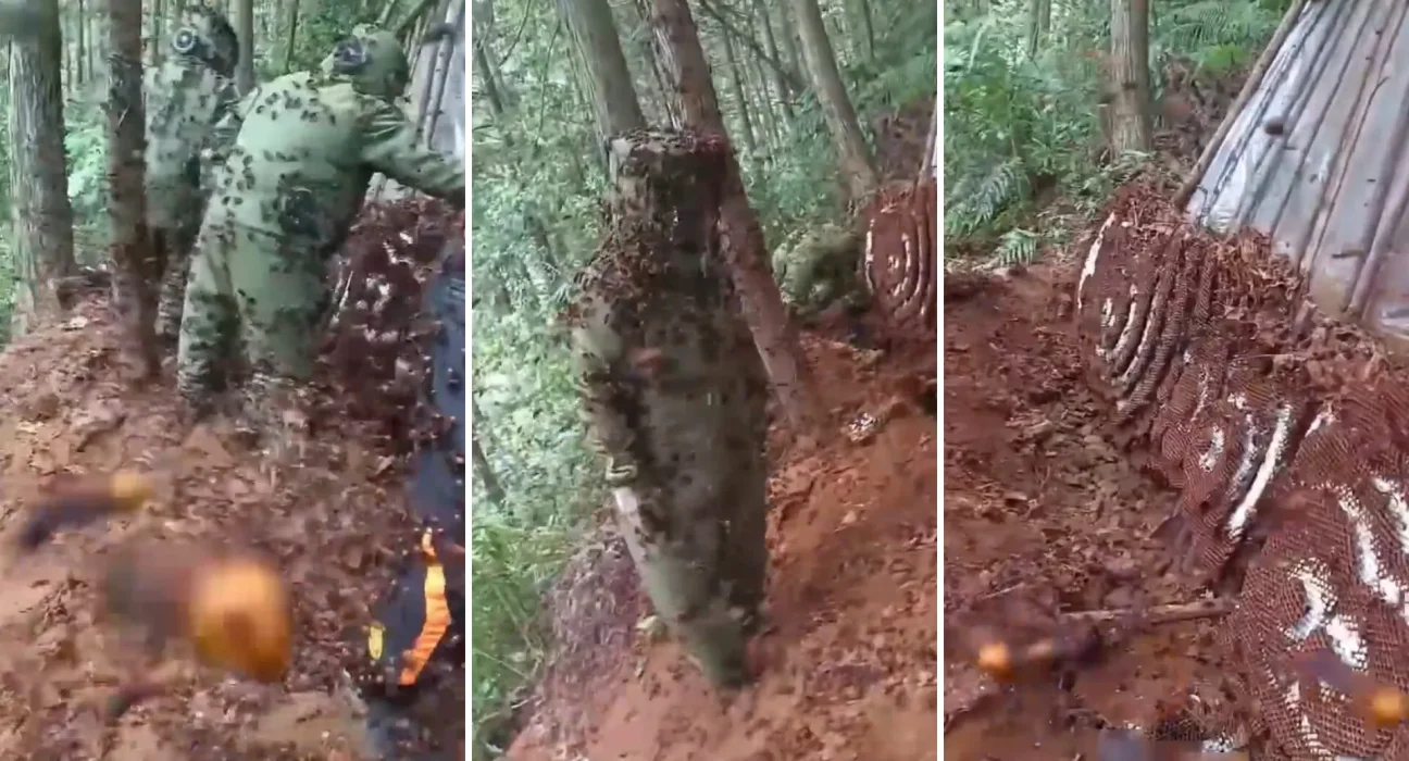 Une vidéo d'un nid de frelons colossal émeut les internautes : révélation d'une ferme de frelons au Vietnam