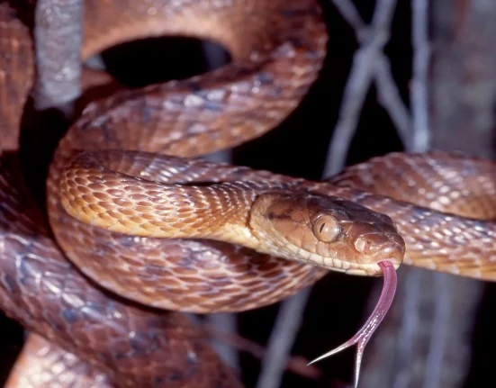 À Guam, les chercheurs relèvent l'ampleur d'une invasion de serpents : de quelques clandestins à 30 000 individus par mile carré.