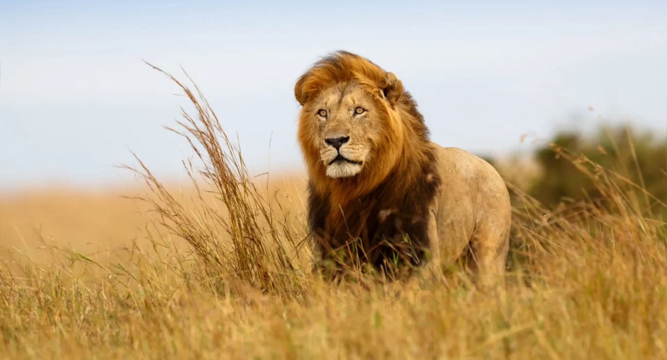 À Maasai Mara au Kenya, les véhicules électriques redéfinissent les paysages sonores de la savane.