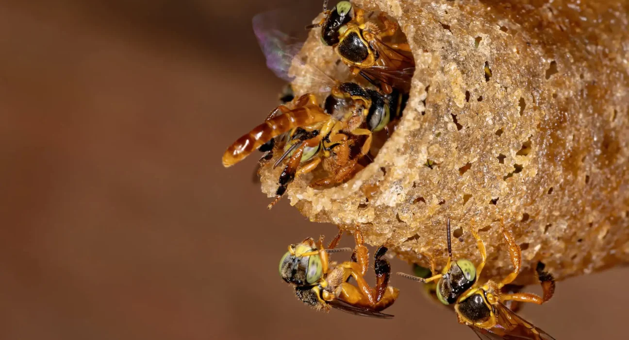 À proximité de São Paulo, les Guarani luttent pour préserver les abeilles sans dard, tandis que les anciens s'inquiètent de leur disparition.
