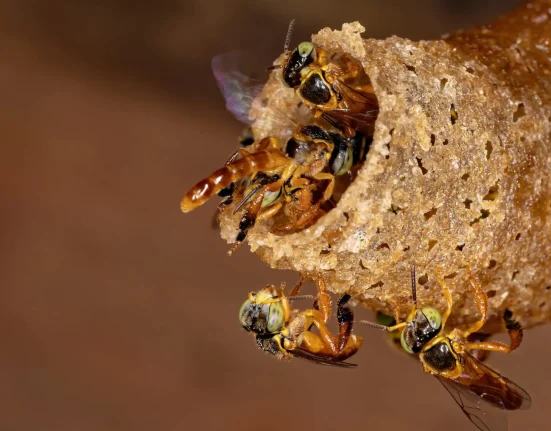 À proximité de São Paulo, les Guarani luttent pour préserver les abeilles sans dard, tandis que les anciens s'inquiètent de leur disparition.