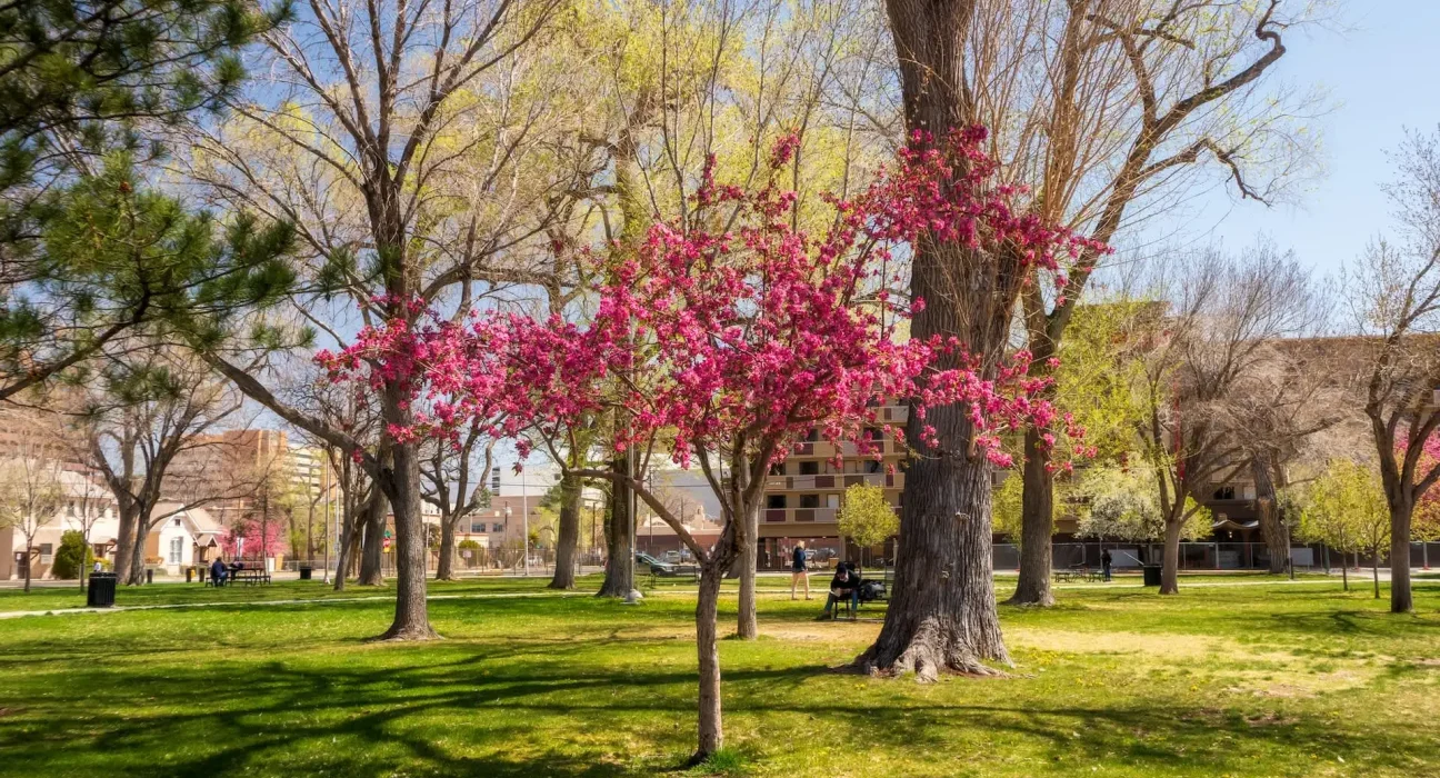 Albuquerque Renforce son Engagement 'Ville des Abeilles' en Transformant Espaces Urbains en Sanctuaires Pollinisateurs