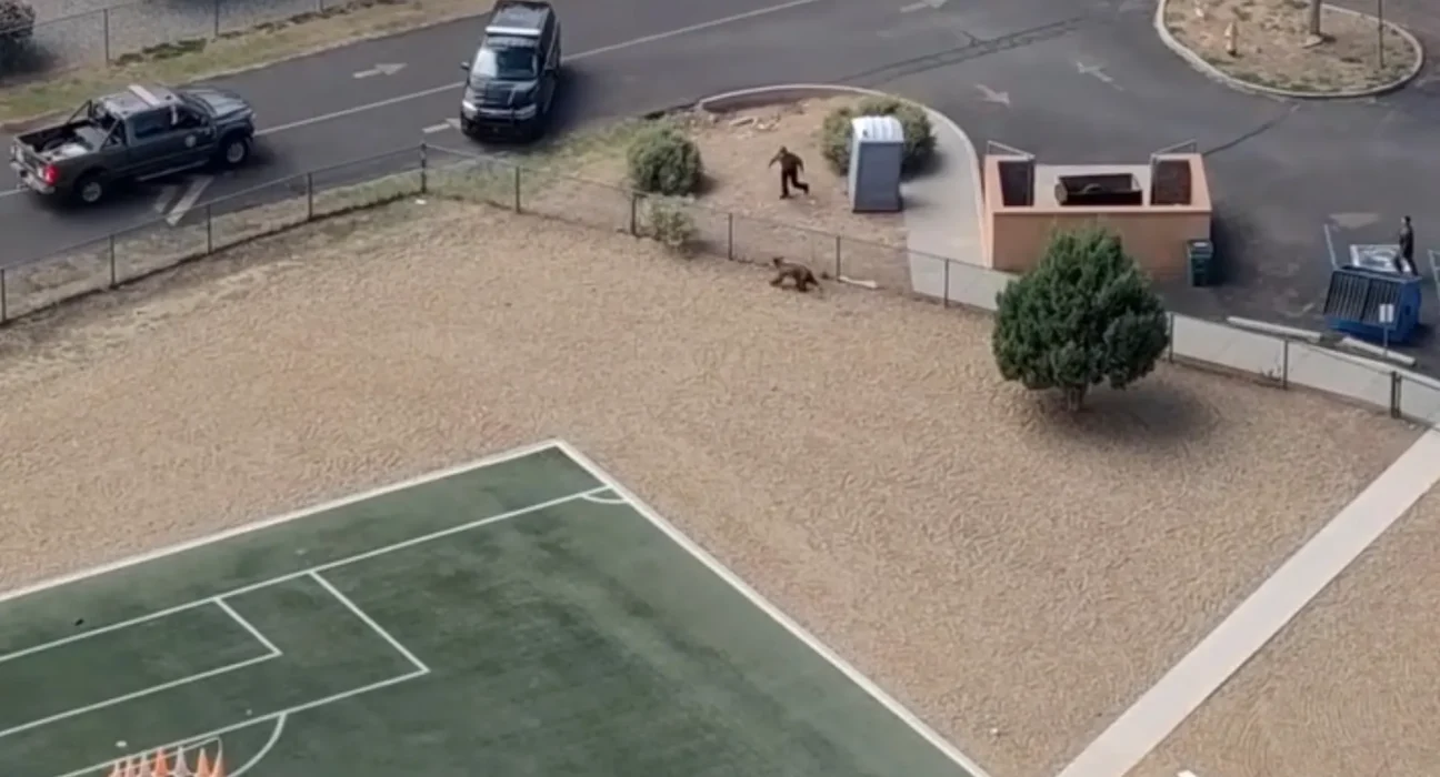Après l'approbation de 2 millions de dollars, la police du Nouveau-Mexique utilise un drone pour suivre un ours près des écoles